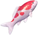 Koi