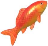 Red Koi