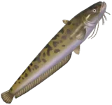 Amur Catfish