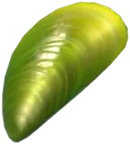 에메랄드 홍합