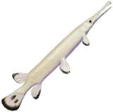 Pale Gold Garfish