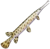 Brown Garfish
