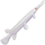 Silver Garfish