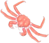Pink King Crab