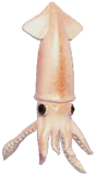 Japanese Flying Squid