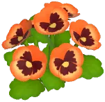주황색 팬지