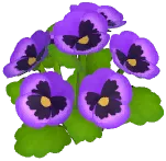 보라색 팬지