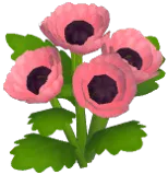 Pink Corn Poppy