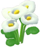 White Calla Lily