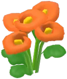 Orange Calla Lily