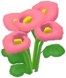 Pink Calla Lily