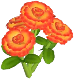 Orange Carnation