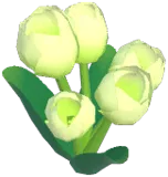 흰색 튤립