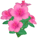 Peach Hibiscus