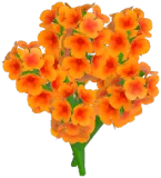 Orange Hyacinth