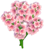 Pink Hyacinth