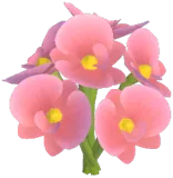 Pink Moth Orchid