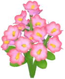 Pink Winter Jasmine