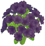 Black Baby's Breath