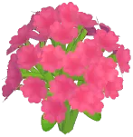 Peach Baby's Breath