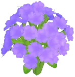 보라색 안개꽃
