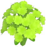 Green Baby's Breath