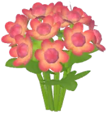 Red Masterwort