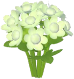 White Masterwort