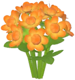 Orange Masterwort