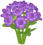 보라색 아스트란티아