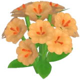 Orange Lewisia