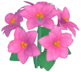 Peach Poinsettia