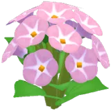 Pink Morning Glory