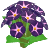 검은색 나팔꽃