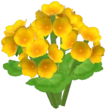 Yellow Cranesbill