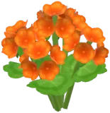 주황색 제라늄
