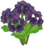 Black Cranesbill