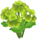 Green Cranesbill