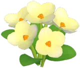 White Highland Poppy