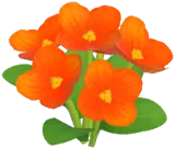 Orange Highland Poppy
