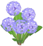 Purple Dandelion