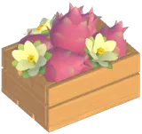 화이트 용과